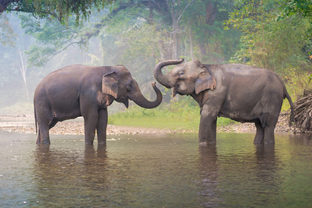 Thailand_elephants-1024x683.jpeg