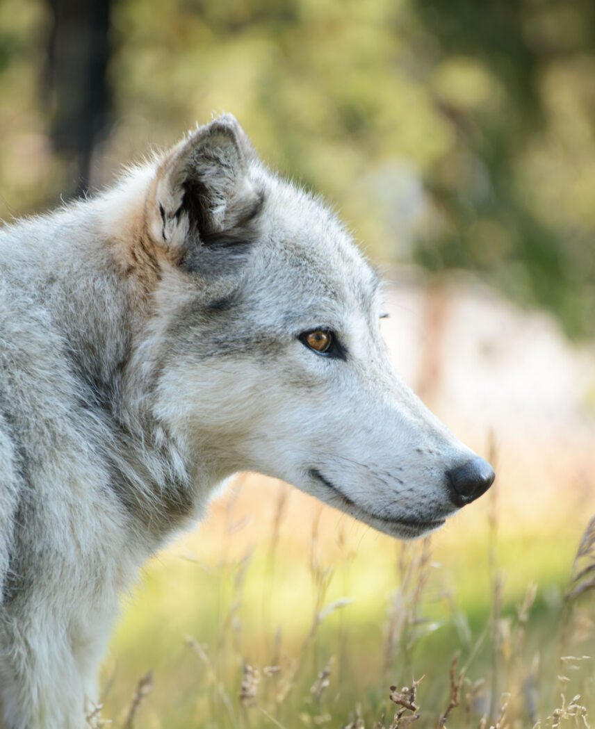 Yellowstone National Park Adventure
