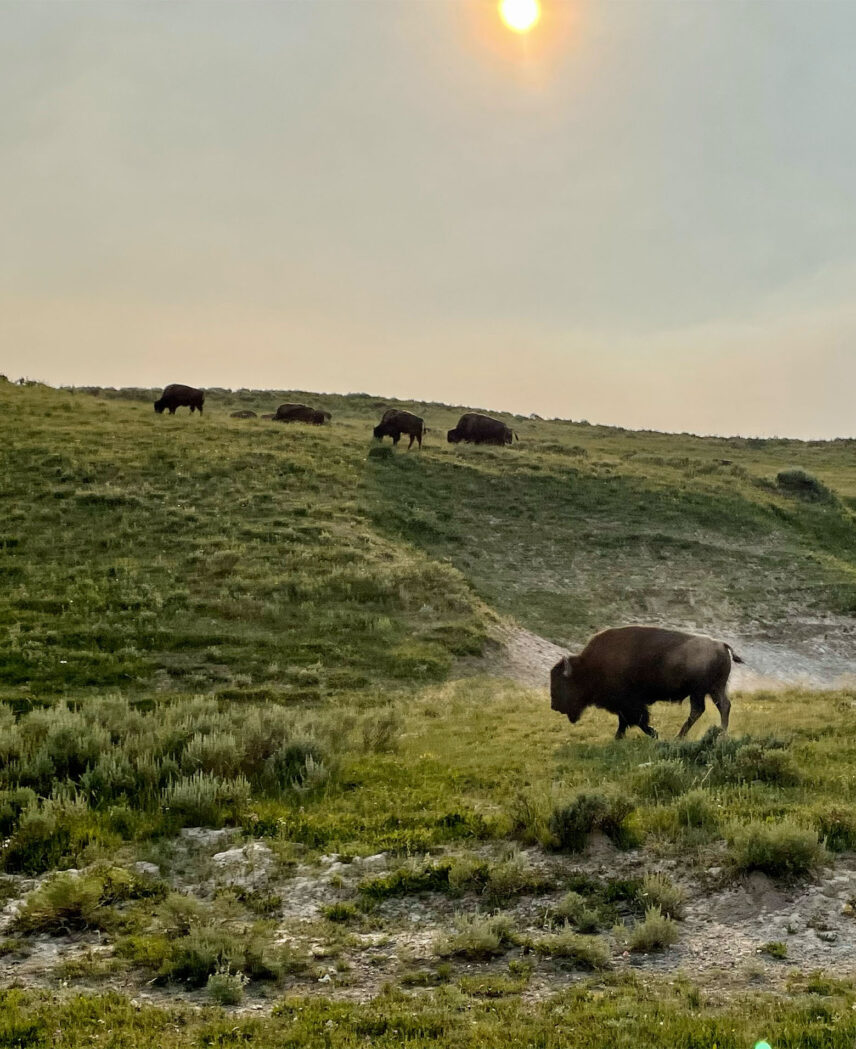Yellowstone National Park Adventure