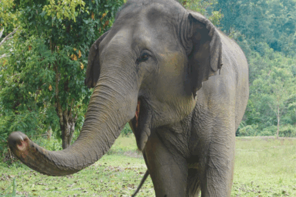 Wild Women Expeditions | Northern Thailand Active Adventure