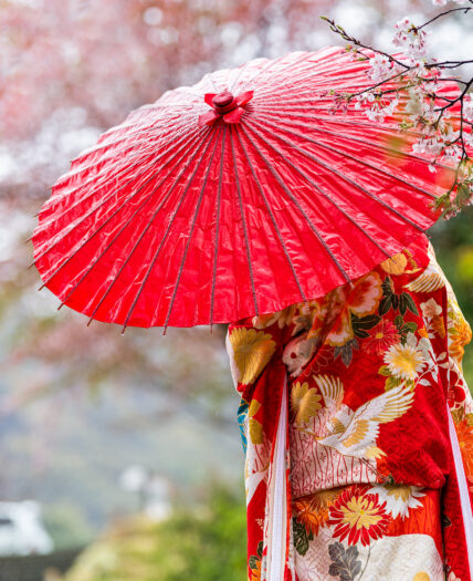Geisha walking with umbrella in Japan with Cherry blossoms