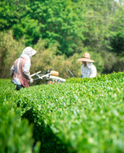 women tea farmers in Japan
