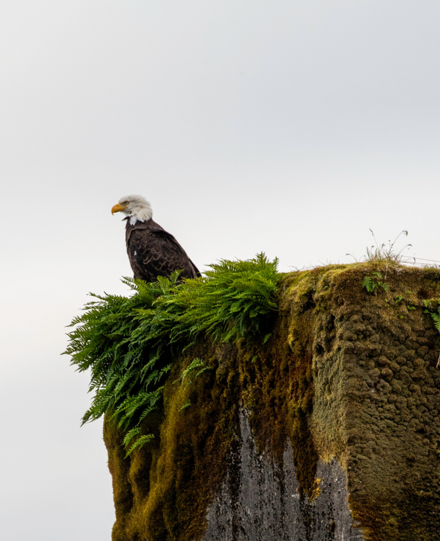 Haida Gwaii Sailing Adventure