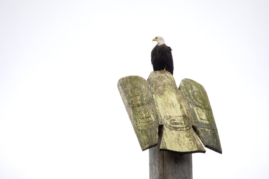Haida Gwaii Sailing Adventure