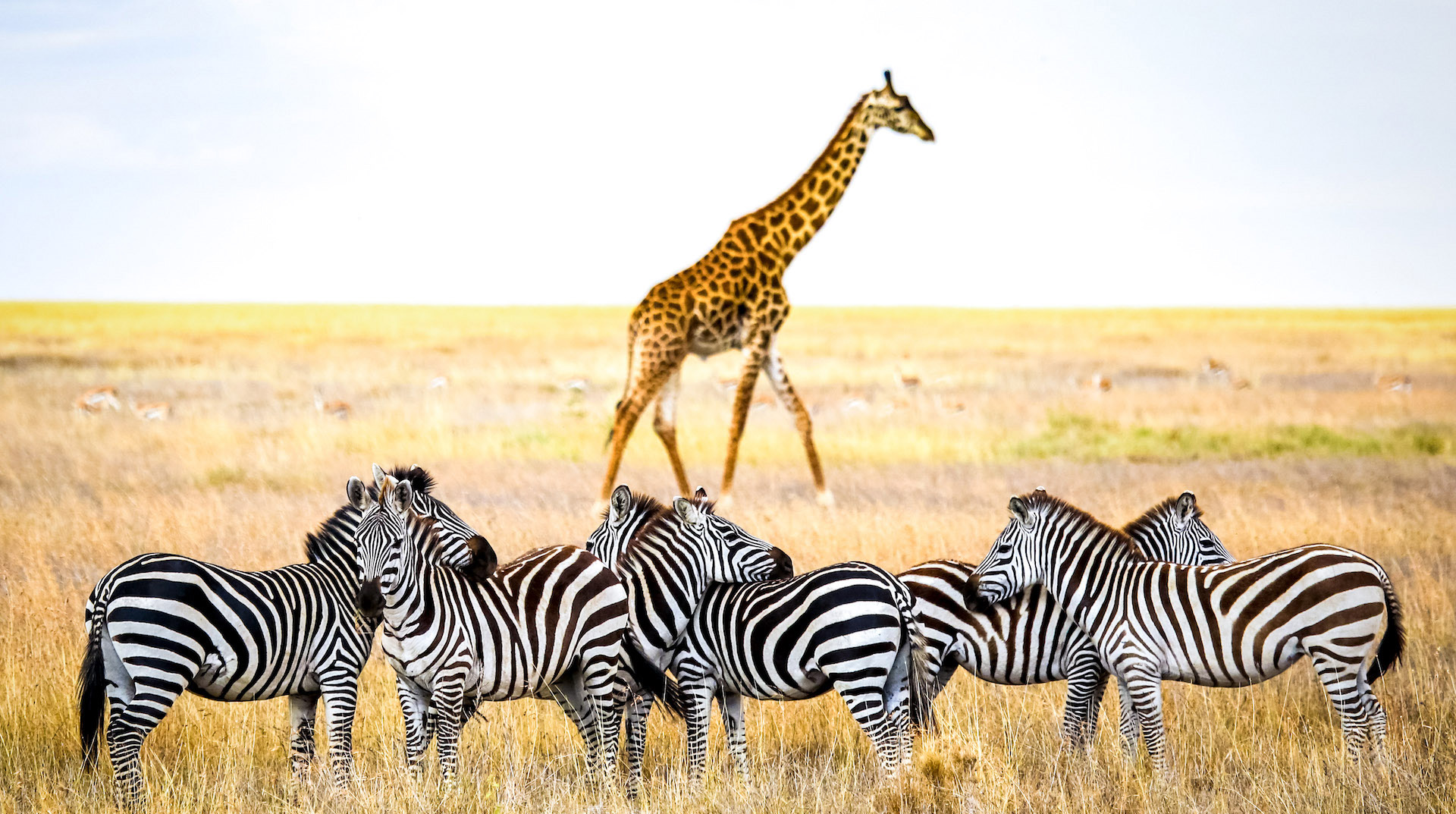 Tanzania Safari