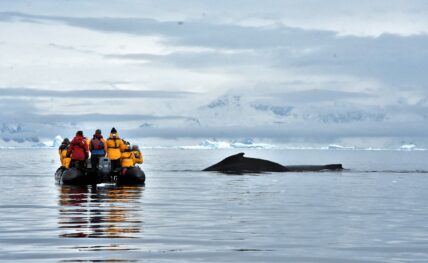Antarctic Whale Landscape