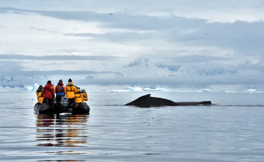 Antarctic Whale Landscape
