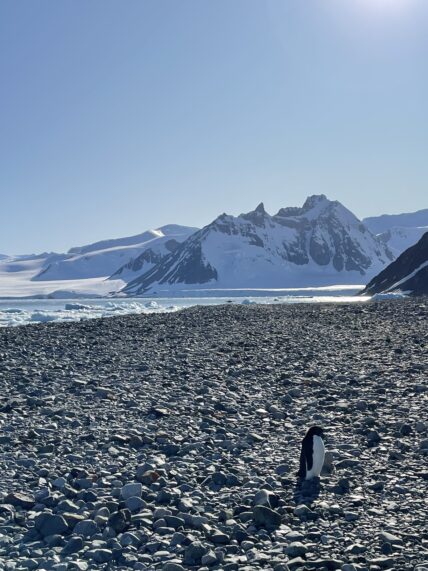 Antarctica landscape with penguin