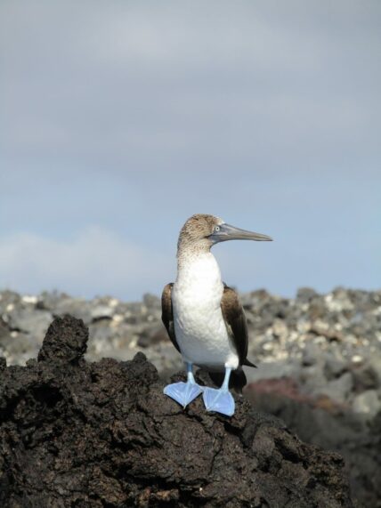 Blue footed booby