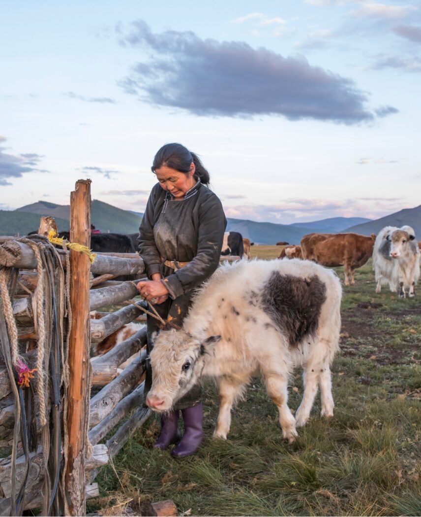 Mongolia Herder Baby Cow