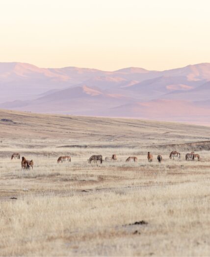 Mongolia wild horses Khustain Nuruu National Park