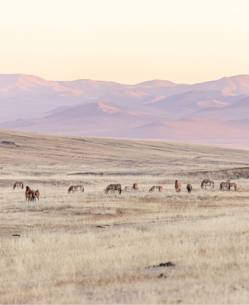 Mongolia wild horses Khustain Nuruu National Park