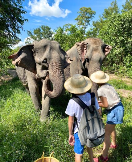 Cambodia Elephant Forest
