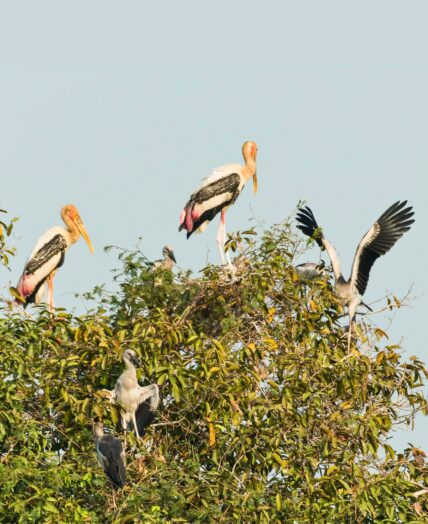 Cambodia Prek Toal Bird Sanctuary Itin Photo