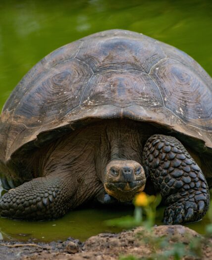 Galapagos Giant Tortoise