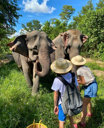 Cambodia Elephants