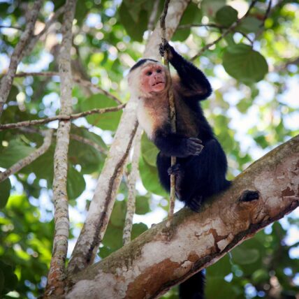 Costa Rica Monkey