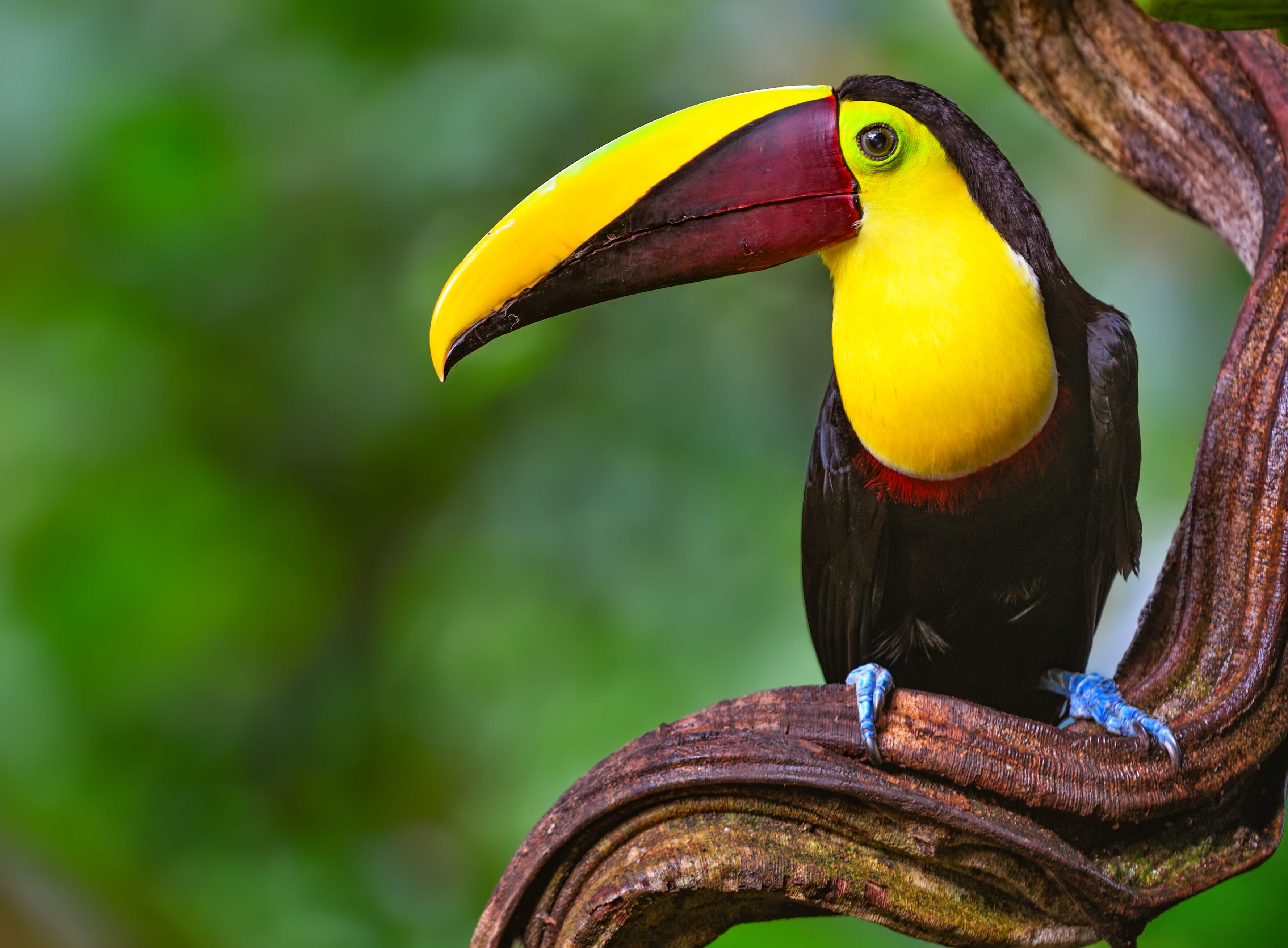 Costa Rica Explorer