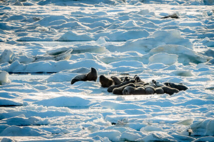 Arctic Travel with Wild Women Expeditions