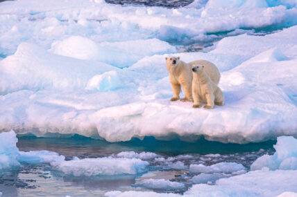 Heart Of The Arctic