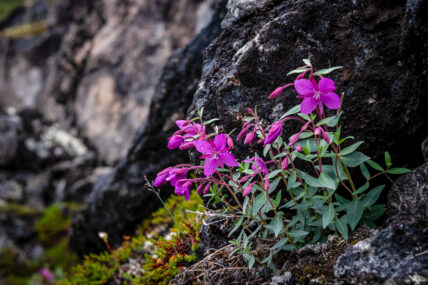 Baffin Island