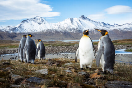 Antarctic Women’s Expedition: Fly the Drake,