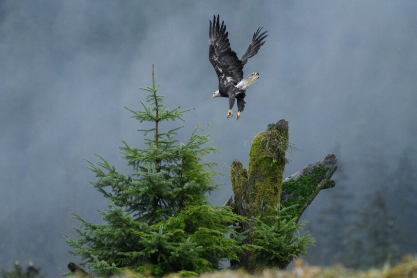 Great Bear Rainforest Sailing Adventure