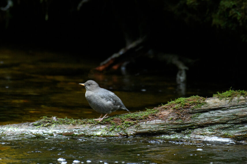 Great Bear Rainforest Sailing Adventure
