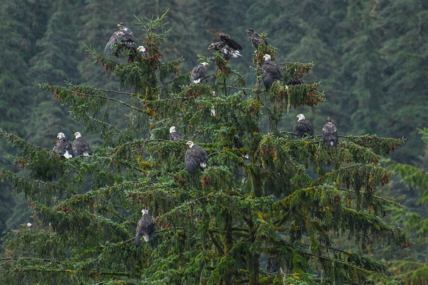 Great Bear Rainforest Sailing Adventure
