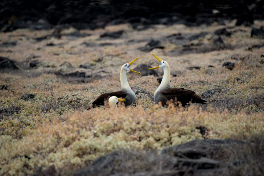 Galapagos Yacht Adventure