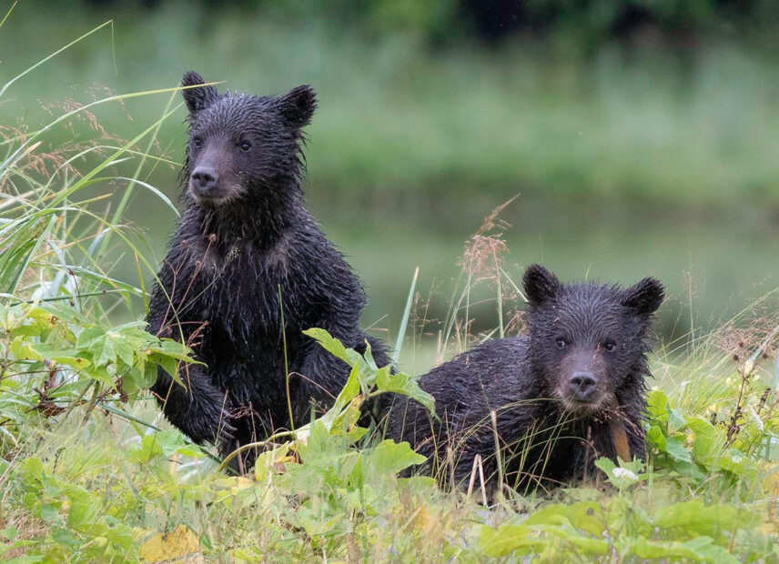 Great Bear Rainforest Sailing Adventure