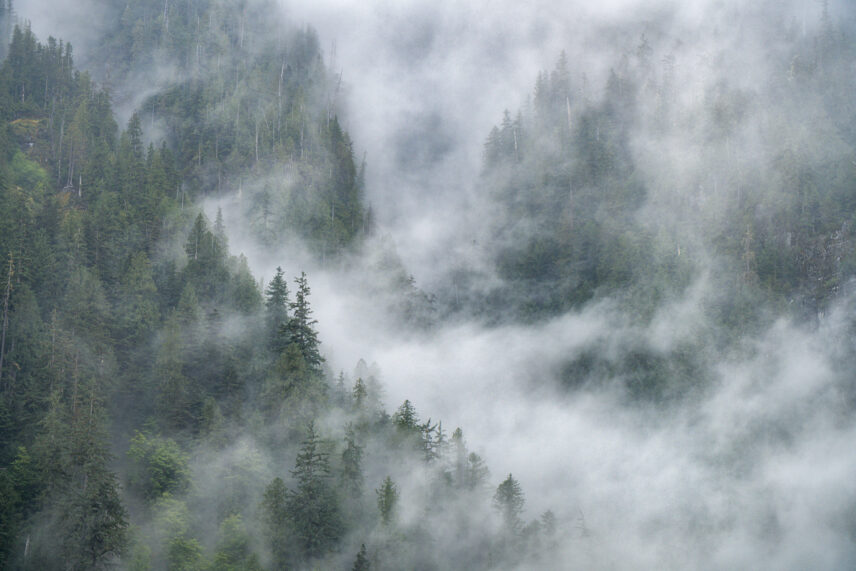 Great Bear Rainforest Sailing Adventure