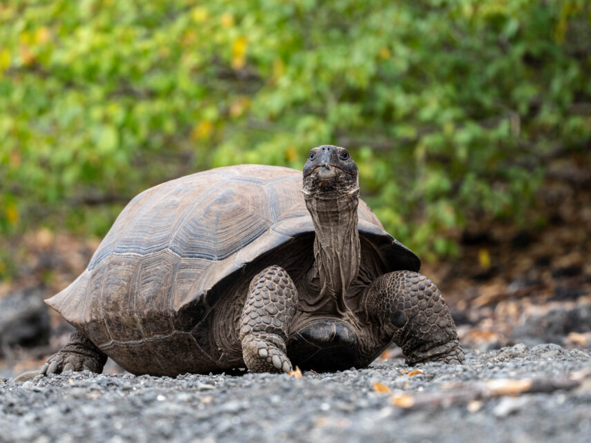 Galapagos Yacht Adventure