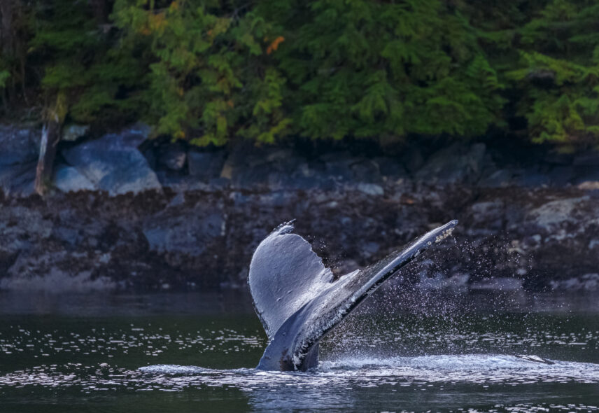 Great Bear Rainforest Sailing Adventure