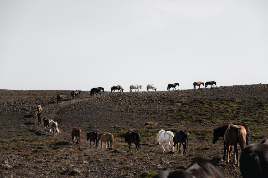 Iceland Horseback Adventure