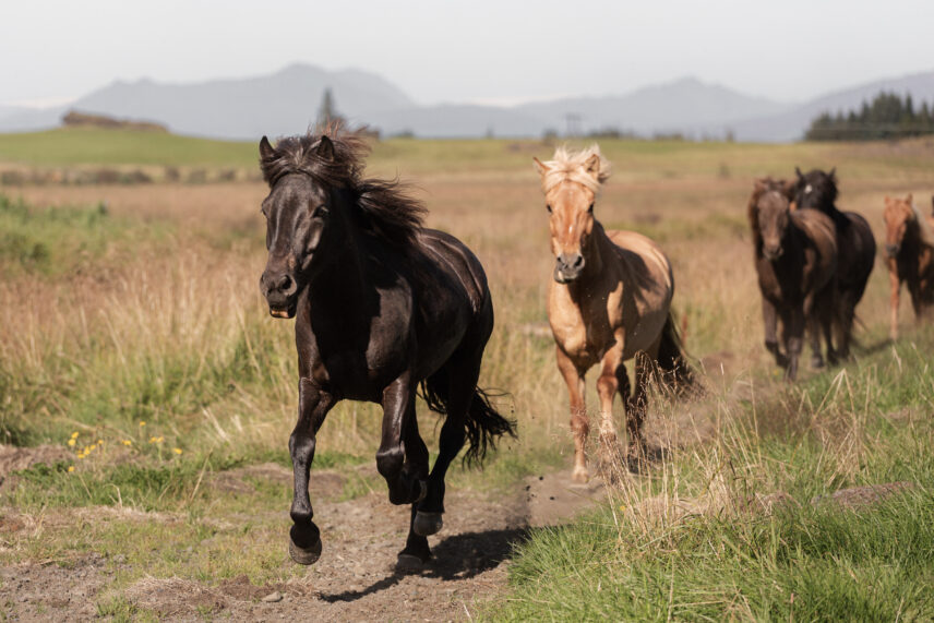 Iceland Horseback Adventure