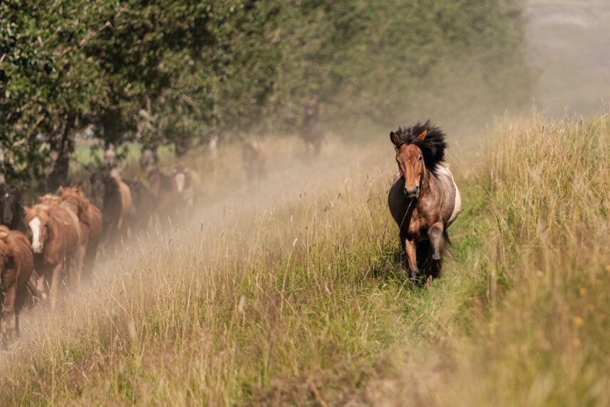 Iceland Horseback Adventure