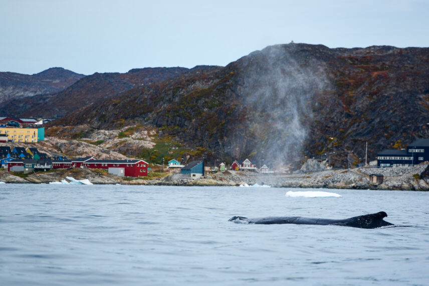 High Arctic Expedition, Wild Women Expeditions