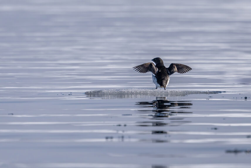Sable Island Small Ship Expedition