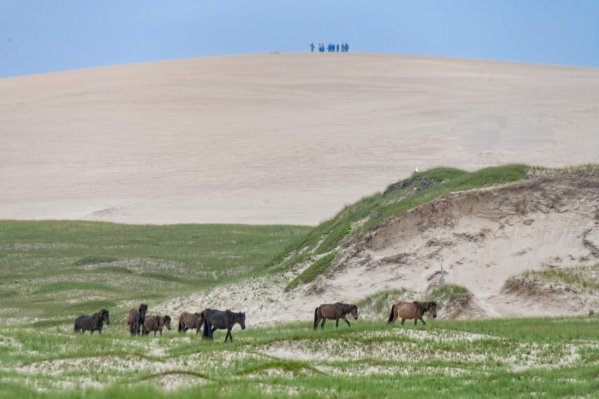 Sable Island Small Ship Expedition
