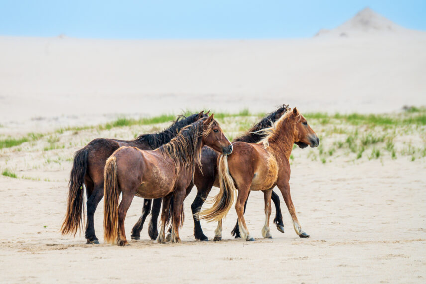 Sable Island Small Ship Expedition