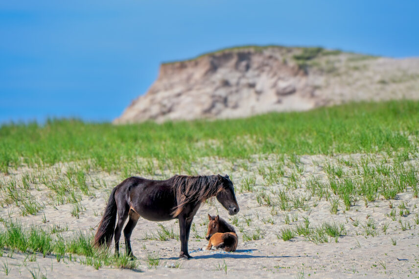 Sable Island Small Ship Expedition