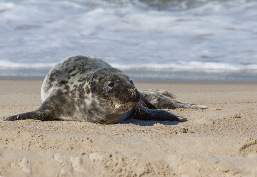 Sable Island Small Ship Expedition