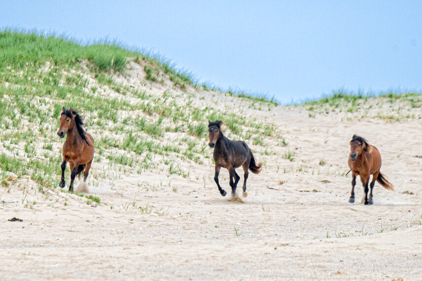 Sable Island Small Ship Expedition
