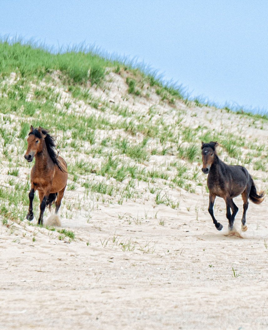 Sable Island Small Ship Expedition