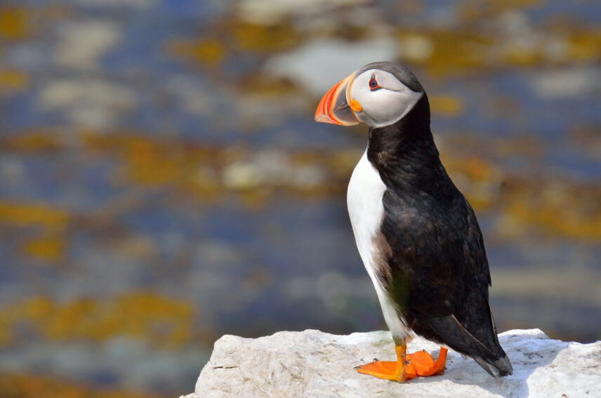 Gulf of St. Lawrence small ship expedition