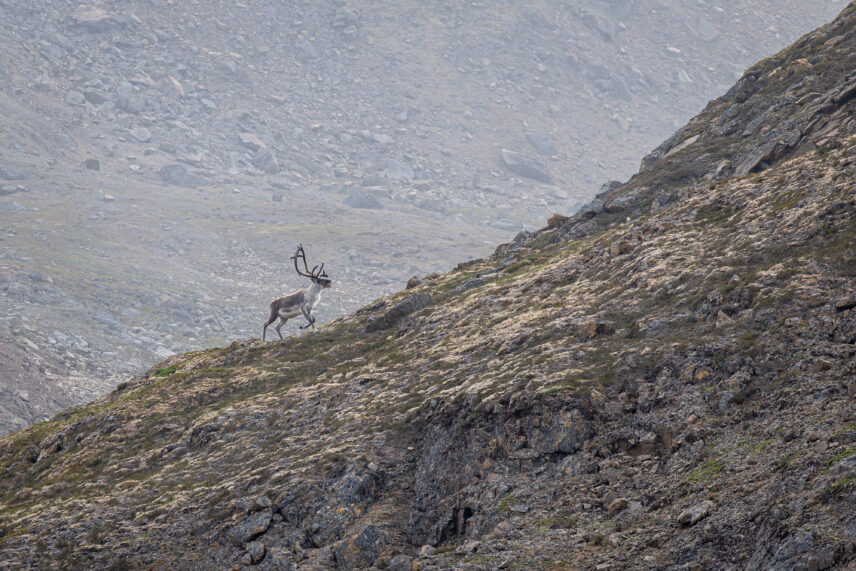 Baffin Island and Greenland expedition