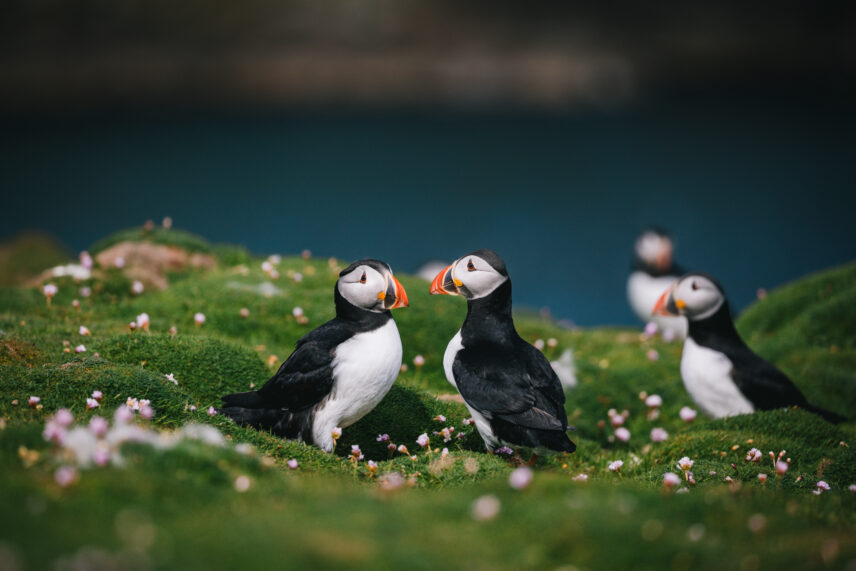 Scotland and Faroe Islands