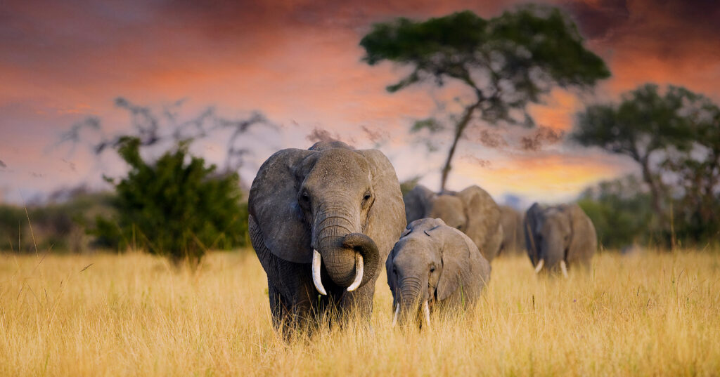 Tanzania Safari Adventure