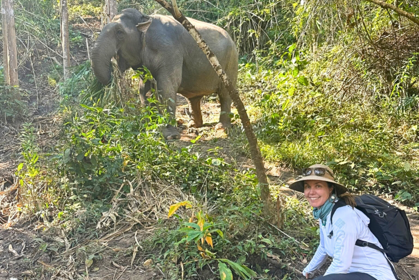 ethical elephant tourism Thailand